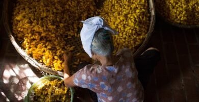 Proceso de fermentación láctica