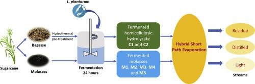 Impacto de los azúcares en el proceso fermentativo: equilibrio entre levaduras y bacterias
