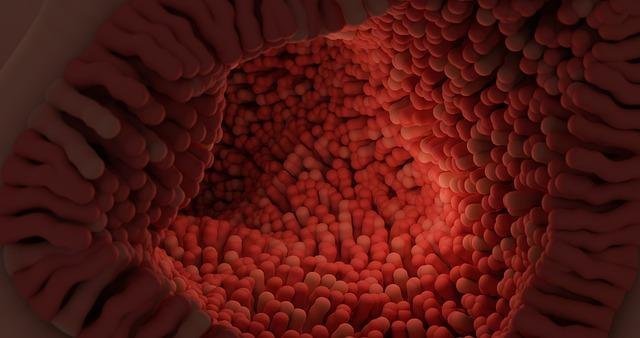 Fermentación en⁤ el⁢ sistema digestivo: un proceso⁣ clave para la⁢ salud⁣ intestinal