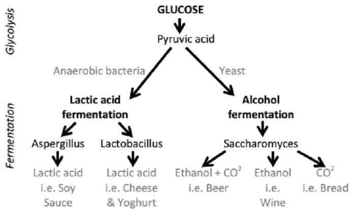 Analogías entre azúcares y sabores finales: influencia en la aceptación del producto elaborado