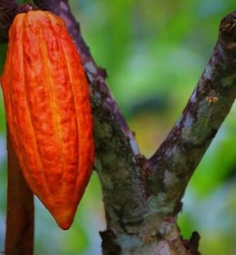 Fermentación de cacao