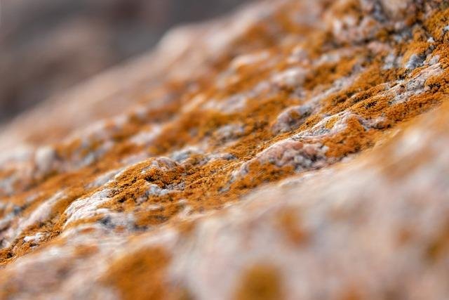 Microorganismos involucrados en el proceso de fermentación