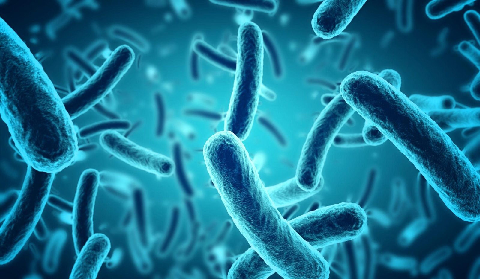 Los microorganismos en la fermentación: roles y beneficios